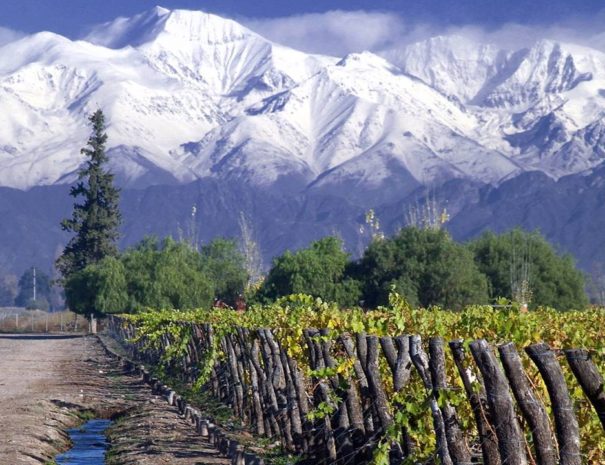 cousinomacul-605x465-1