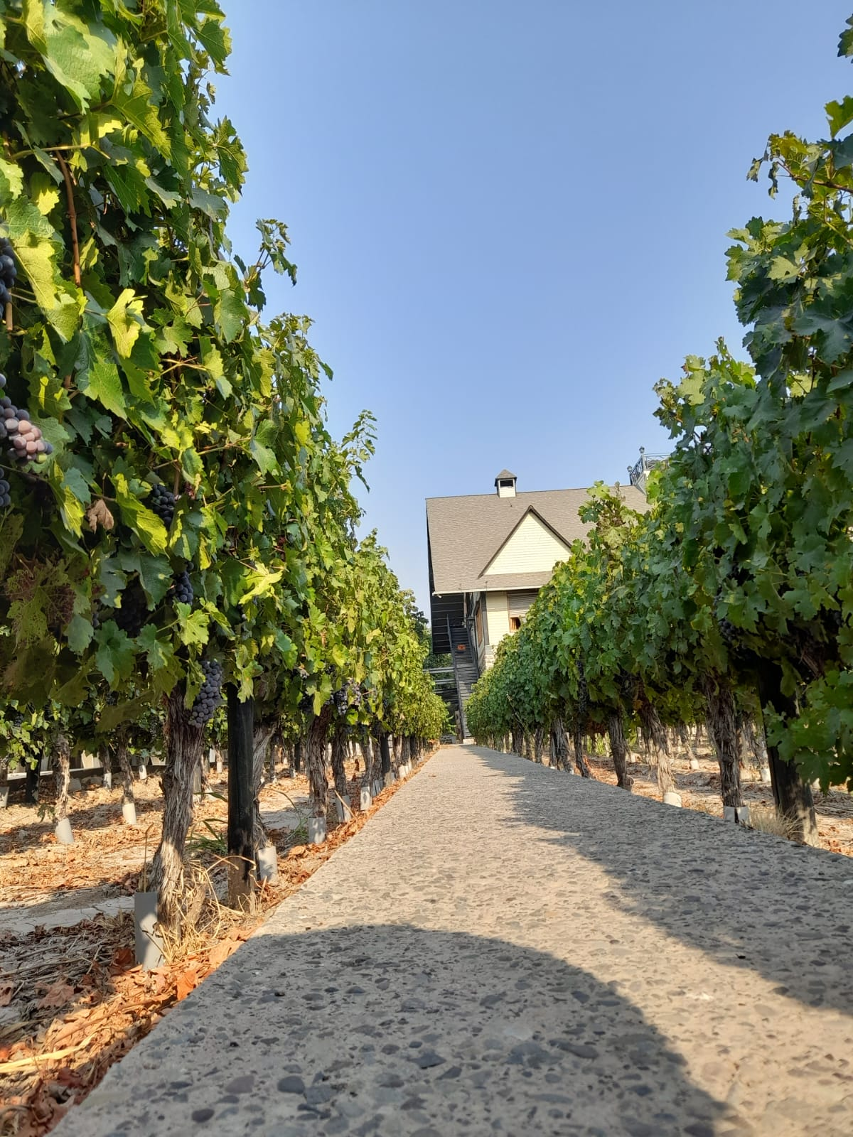 imagem_2023-10-11_100534092