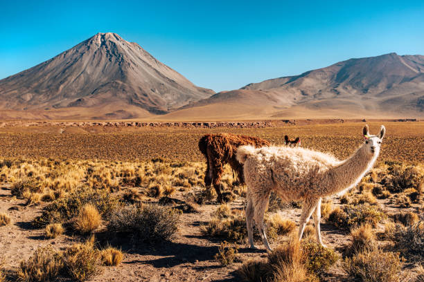 A picturesque scene of llamas grazing in the diverse flora of the Atacama Desert, framed by towering mountains under a clear blue sky.