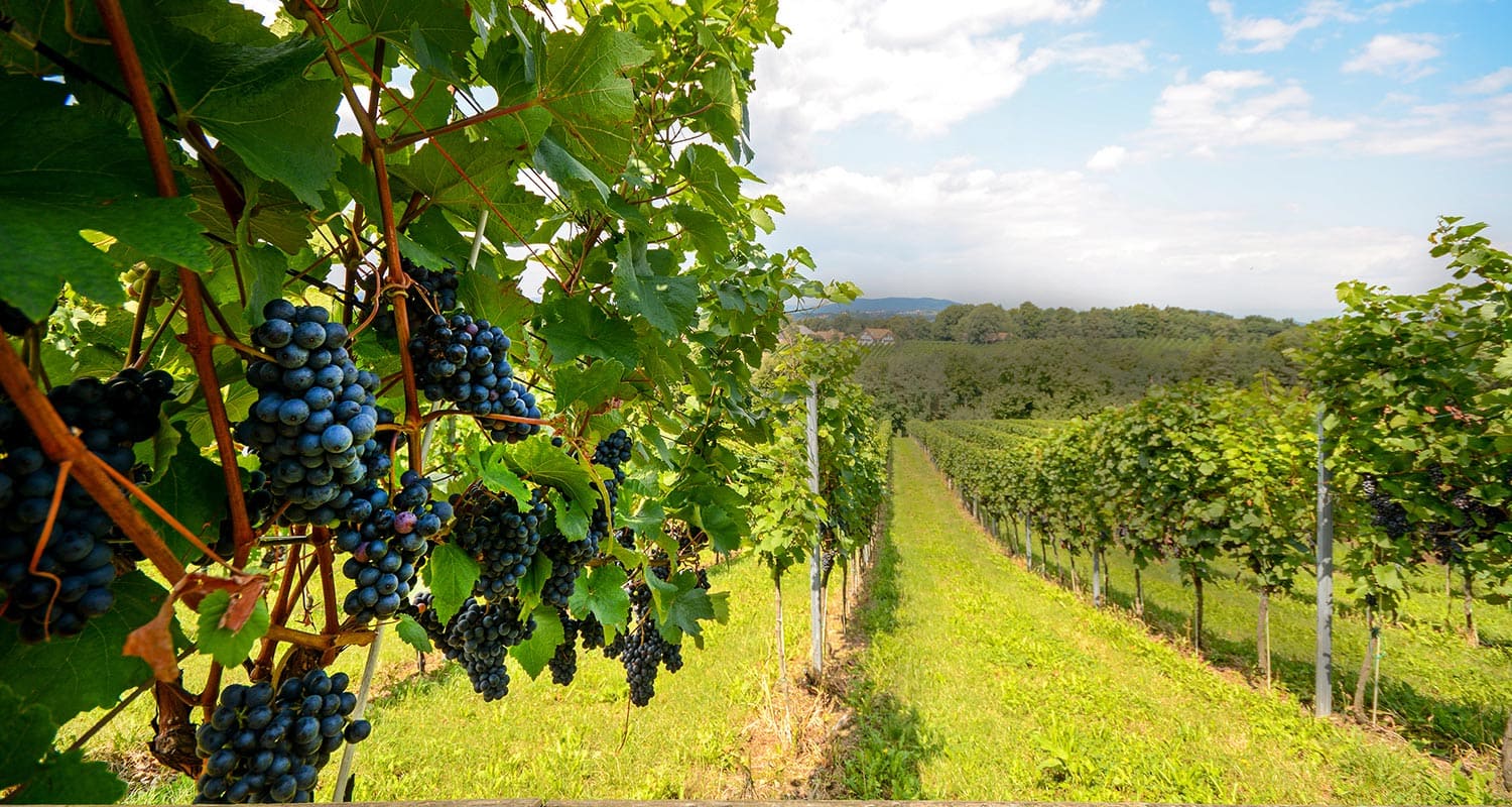 vinicola-608509464